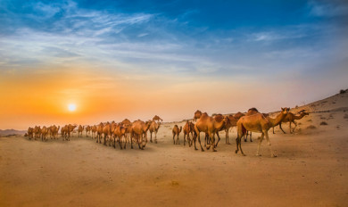 قافلة الابل في صحراء السعودية ، جمال الطبيعة السعودية 