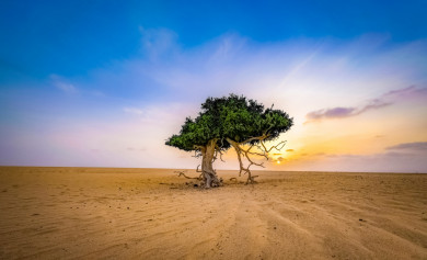الصحراء ذات الرمال الذهبية في مكة المكرمة  ، شجرة في وسط الصحراء في وضع النهار، جمال المعالم الطبيعة في السعودية ، اماكن سياحية 